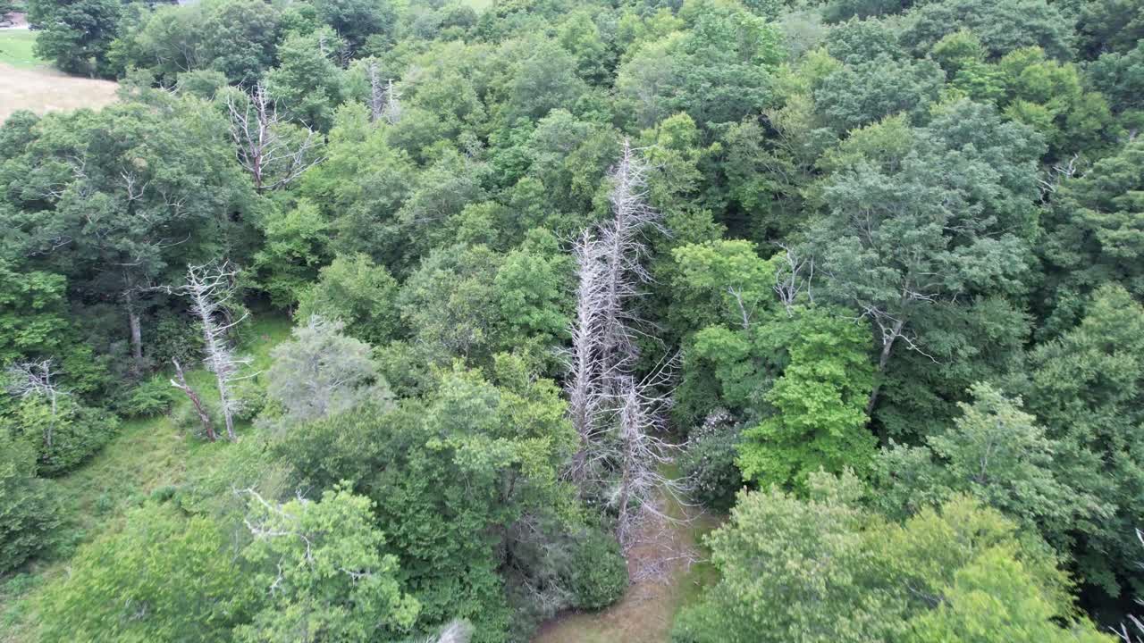 toma aérea en movimiento rápido de árboles de abeto muertos en las montañas blue ridge cerca de blowing rock nc, carolina del norte