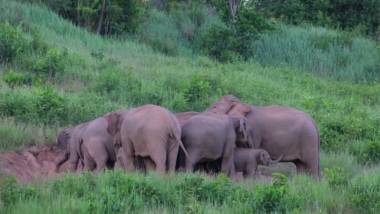 인도 코끼리, elephas maximus indicus, 카오야이 국립공원, 소금물에 미네랄을 먹는 코끼리 떼, 어른이 엄니로 서로를 밀 때 새끼를 사이에 두는 동안
