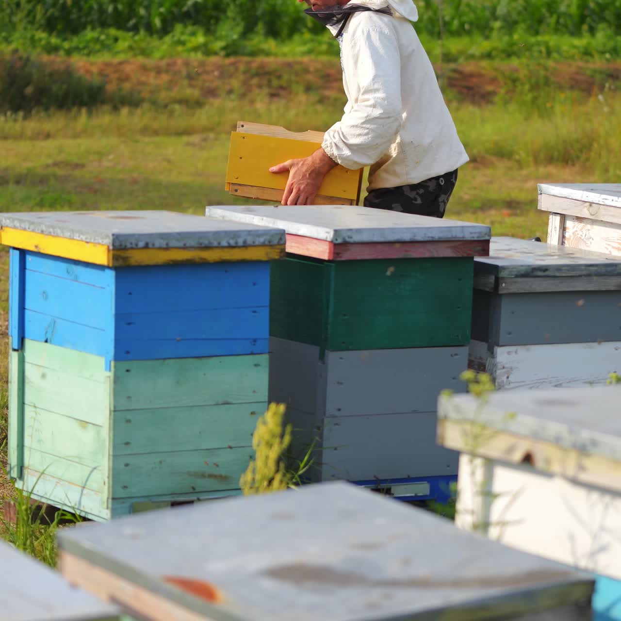 Male beekeeper is walking with wooden box among colorful hives. Protective clothes on a man. Apiary concept