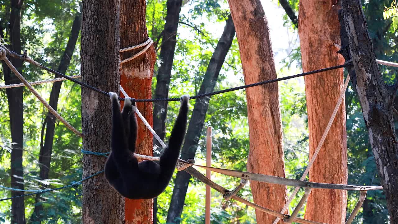 기본은 보호구역에서 줄에 매끄럽게 흔들립니다.