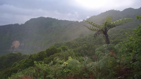 view over a fern tree standing in a green rainforest at the cliffs in rain. punakaiki, paparoa national park, west coast, new zealand