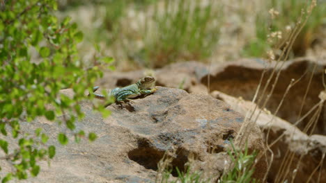 Lagarto-De-Cuello-Ancho-En-Una-Roca-Grande-Con-Hierba-Soplando-En-El-Viento