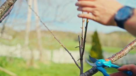 pruning bare branches of a tree - close up
