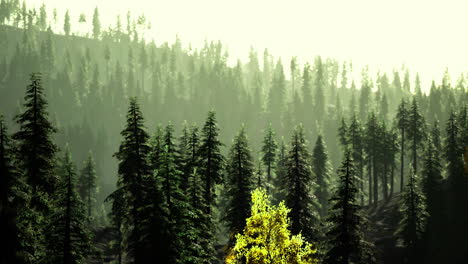 lush forest landscape during golden hour with soft light and tall trees