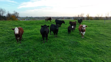 beef cattle in green meadow pasture