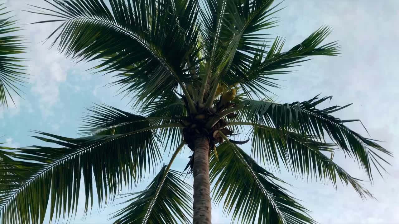 A serene, tropical video scene with a low-angle view of palm leaves against a clear blue sky