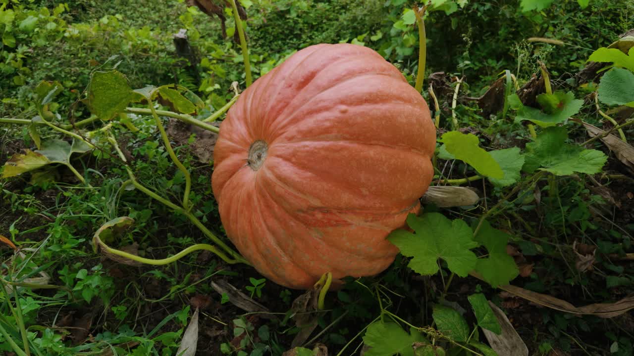 A Large Orange Pumpkin in a Garden