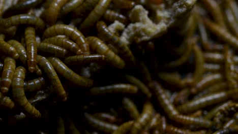 the mealworm is a species of darkling beetle used to feed pets like fish, snakes, birds, and frogs