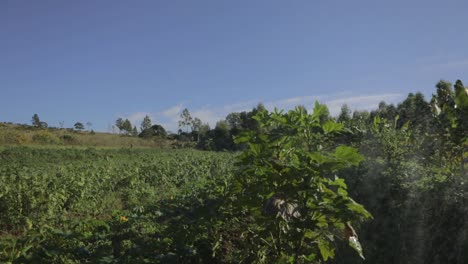 Panorama-of-a-vegetable-crop-field-with-irrigations-sprinker-system-watering-the-plants