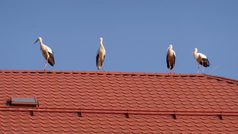 Four-storks-on-a-red-tiled-roof