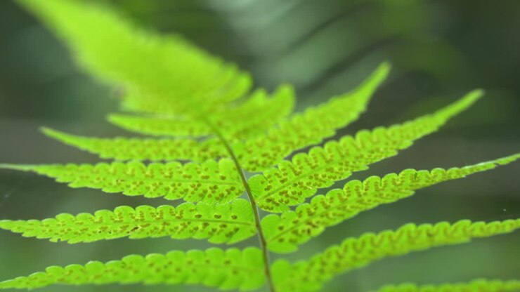 Le felci hanno spore o polline sotto le loro foglie che successivamente cadono per formare nuove felci a terra