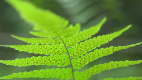 las plantas de helecho tienen polen debajo o debajo de sus hojas que posteriormente caen para formar nuevas plantas de helechos en el suelo