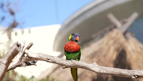 jeden dorosły lorikeet tęczowy siedzący na gałęzi i wołający