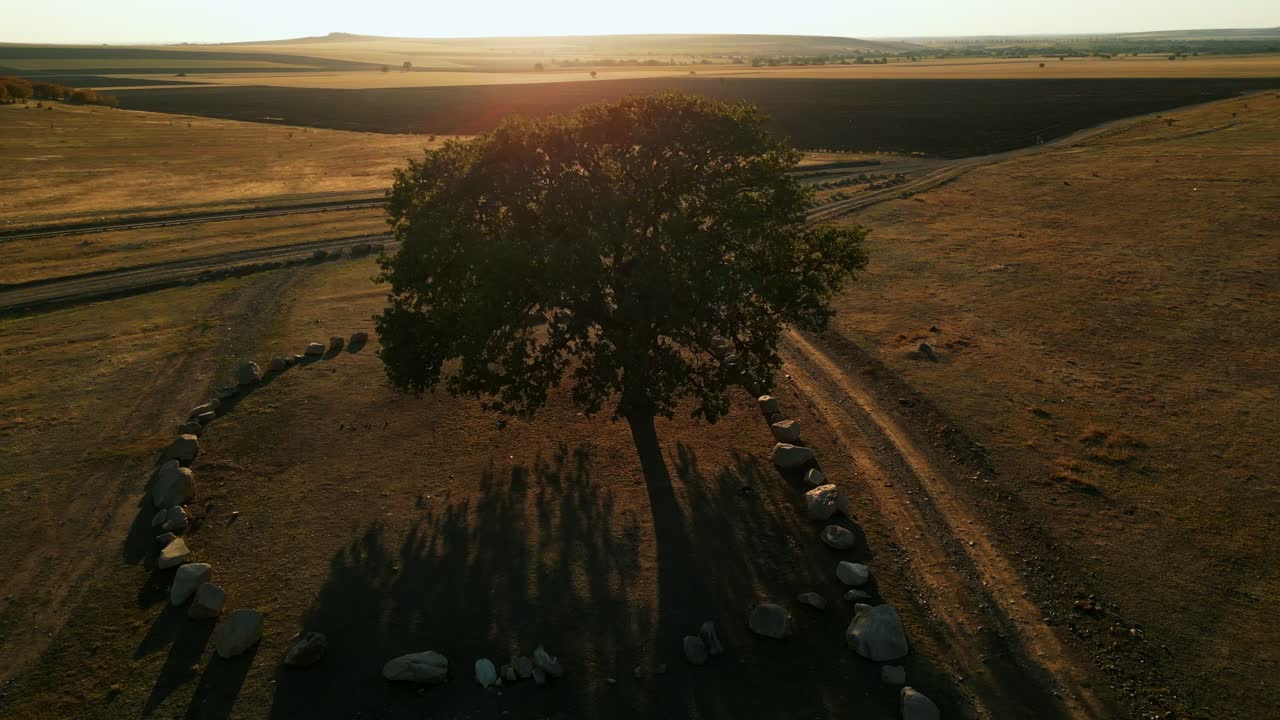 Monti Măcin, provincia di Tulcea, Romania - Un albero solitario si erge al centro di una pianura aperta, proiettando lunghe ombre su praterie aride sotto una luce solare calda e bassa - Scatto aereo con drone