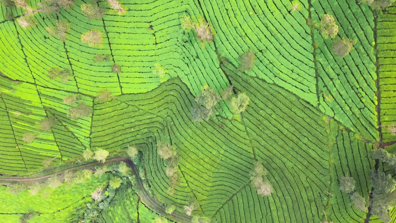 Ripresa aerea con drone dall'alto di una piantagione di tè verde