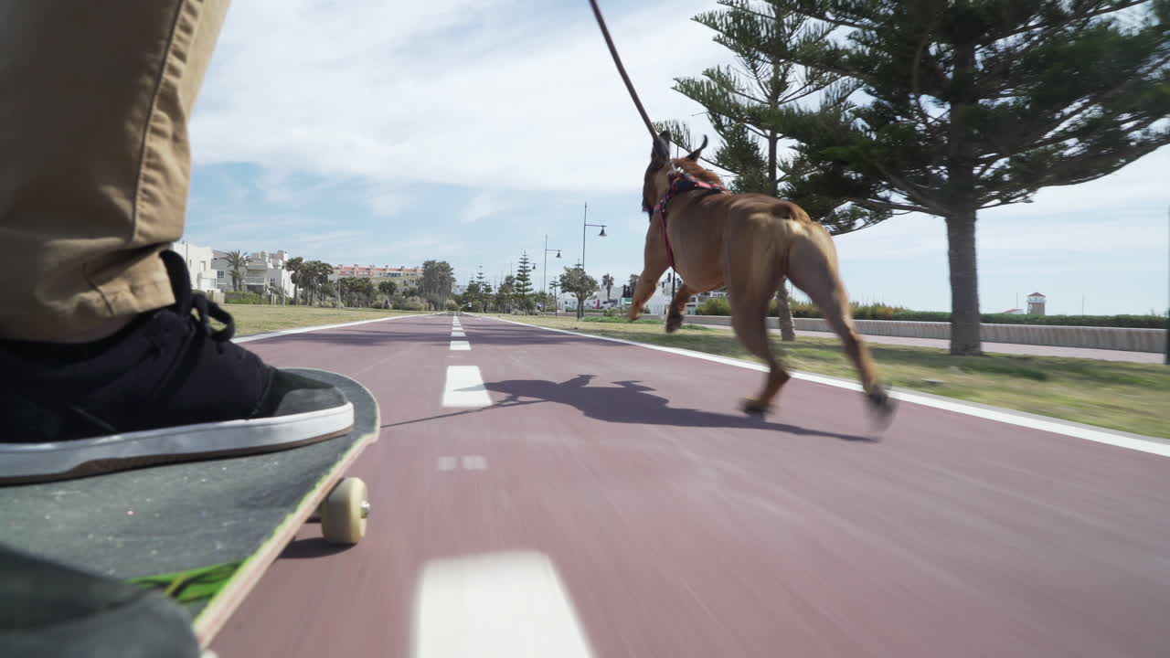 boxer dog running and pulling man on skate