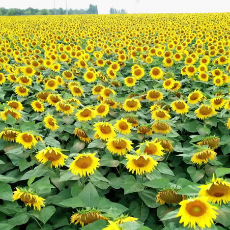 bright yellow sunflowers in the field is swaying on the wind. slow motion of camera of beautiful fields with sunflowers in summer. close-up