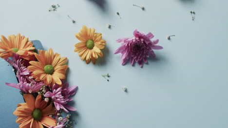 video de flores amarillas y rosadas en sobre azul y espacio de copia sobre fondo azul