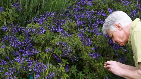 senior man smelling flowers