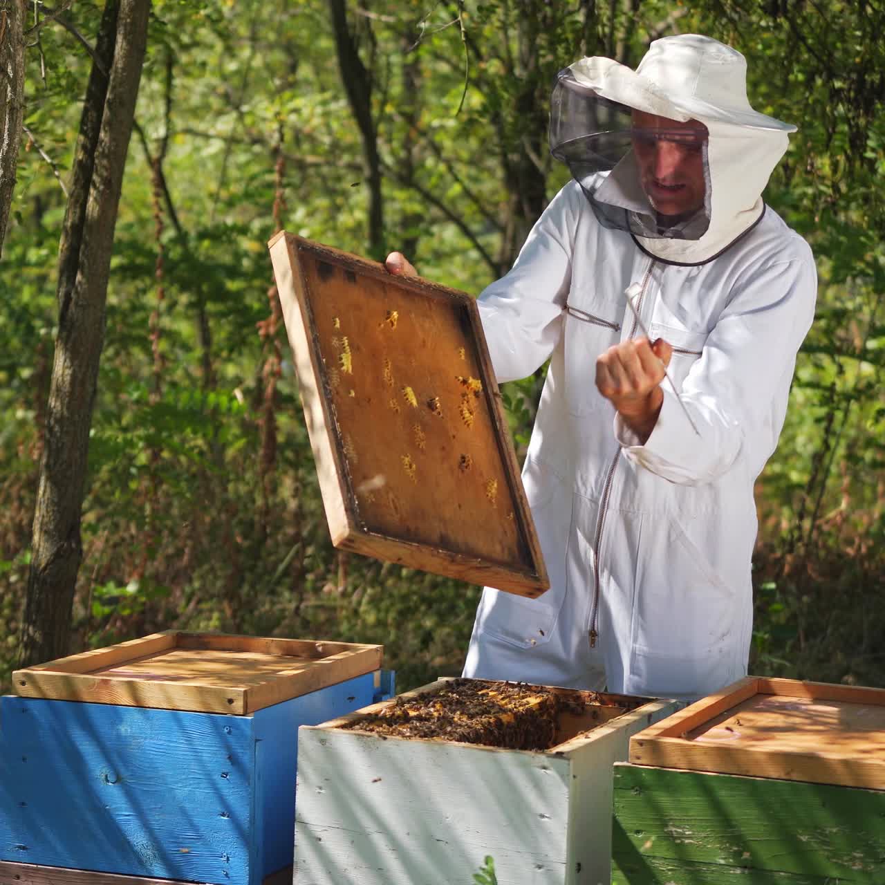 Apicoltore al lavoro per raccogliere il miele. Apicoltura biologica.