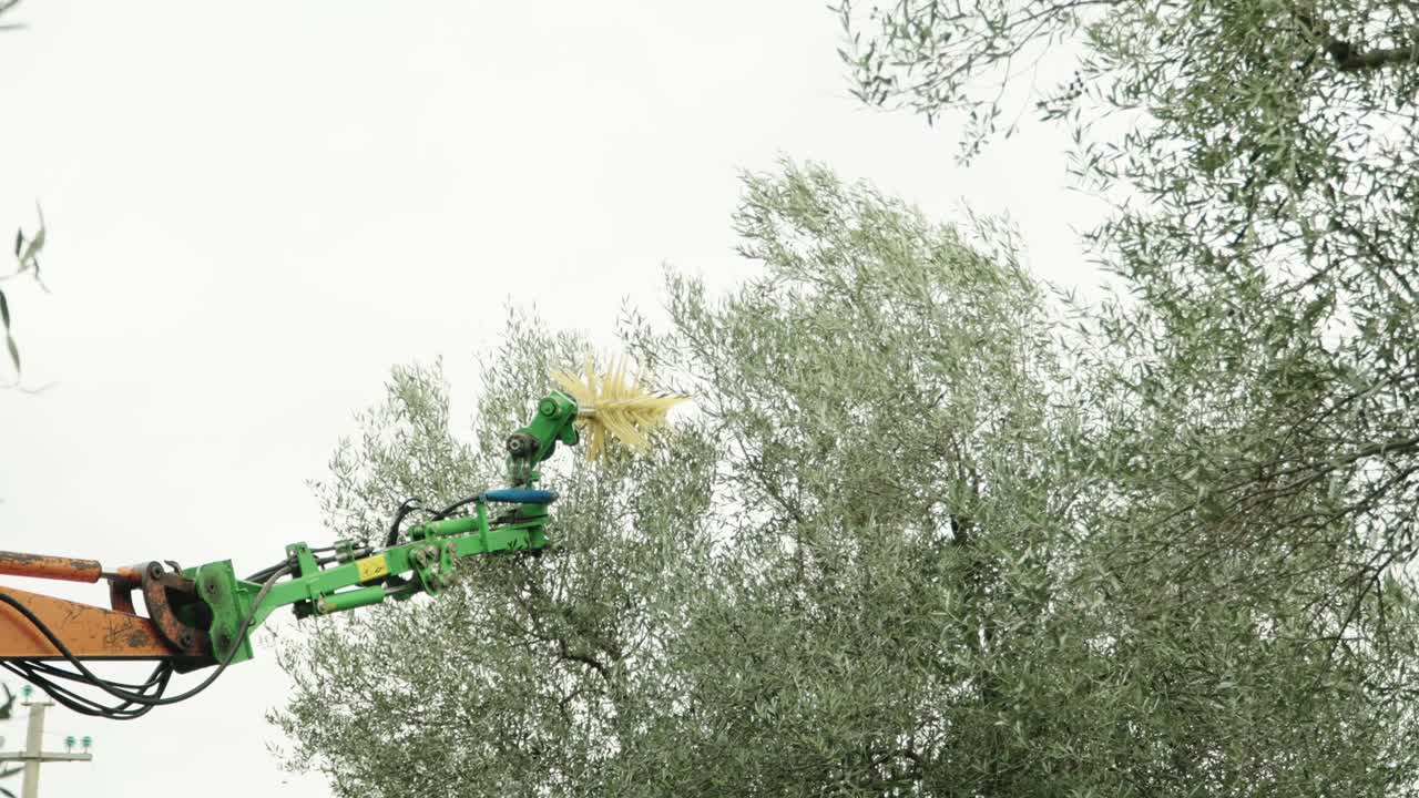 Tractor with olive harvester harvests the olives