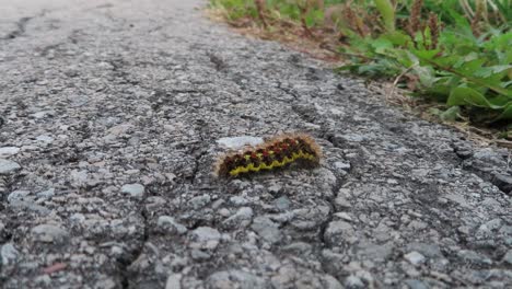 close-up of neon yellow and black spikey caterpillar walking towards grass