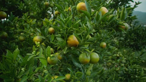 orange tree with ripe fruits