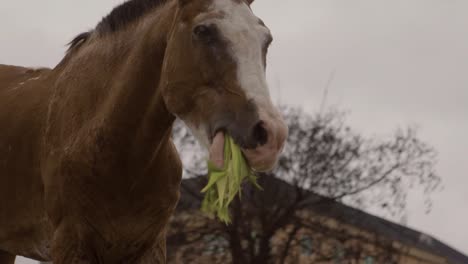 horse on rubbish pile nigeria 02