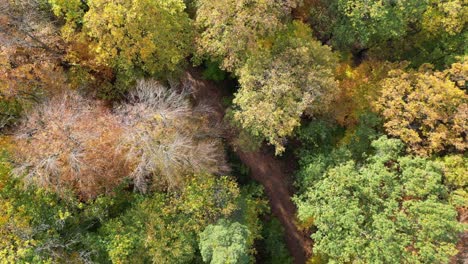 top down drone shot flying along a typical forest walk path in heidelberg