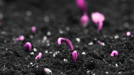 concepto de arte colorido en bucle, cultivo de plantas rosadas, diseño minimalista de stop motion, tendencia surrealista