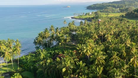 tropical island coastline in bali indonesia on sunny morning with coconut tree field, aerial