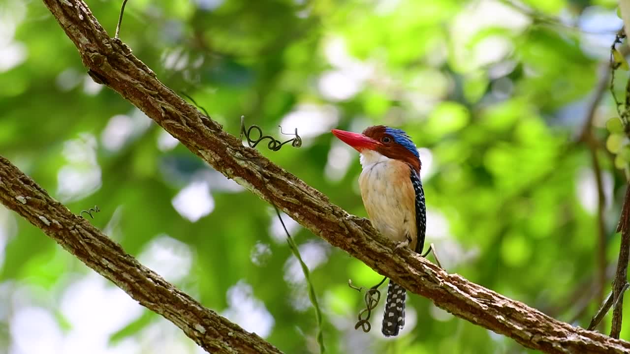 나무 물총새와 열대 우림 내 태국에서 발견되는 가장 아름다운 새 중 하나