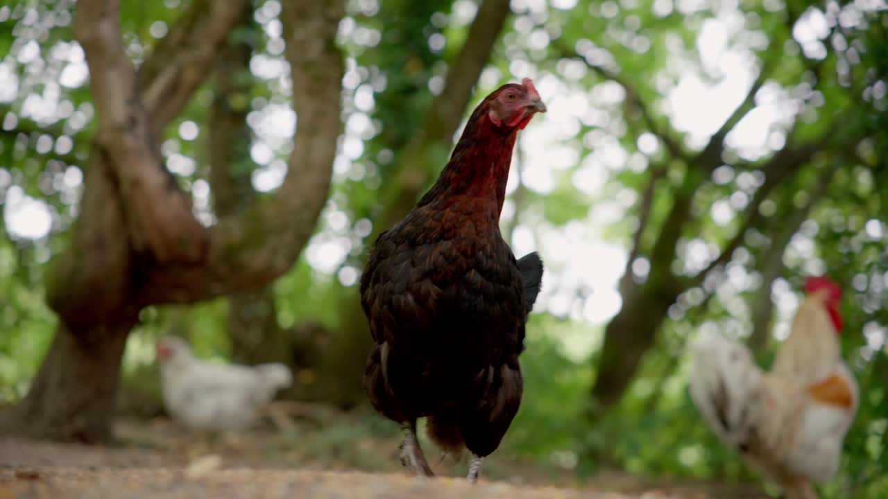 Ayam betina hitam berdiri di area taman yang teduh dengan ayam-ayam lain yang buram di latar belakang. Unggas lepas berkeliaran di dekat batang pohon di lingkungan pedesaan.