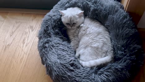 close view of white persian cat resting in its cozy, gray fur bed