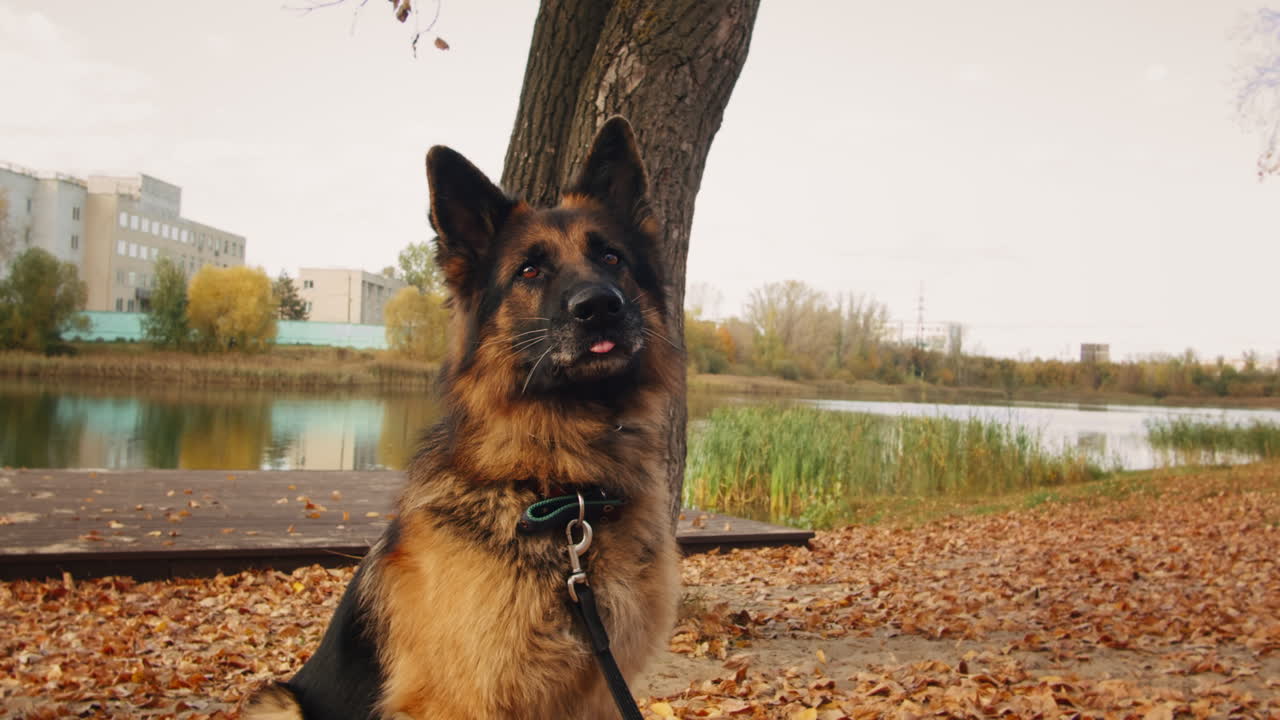 German Shepherd in Autumn Park