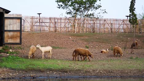 flock of sheep moving and grazing in a field