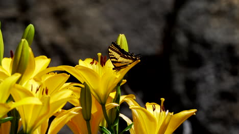 Schwalbenschwanz-Schmetterling,-Der-Um-Eine-Blume-Fliegt