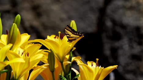 swallowtail butterfly flying around a flower