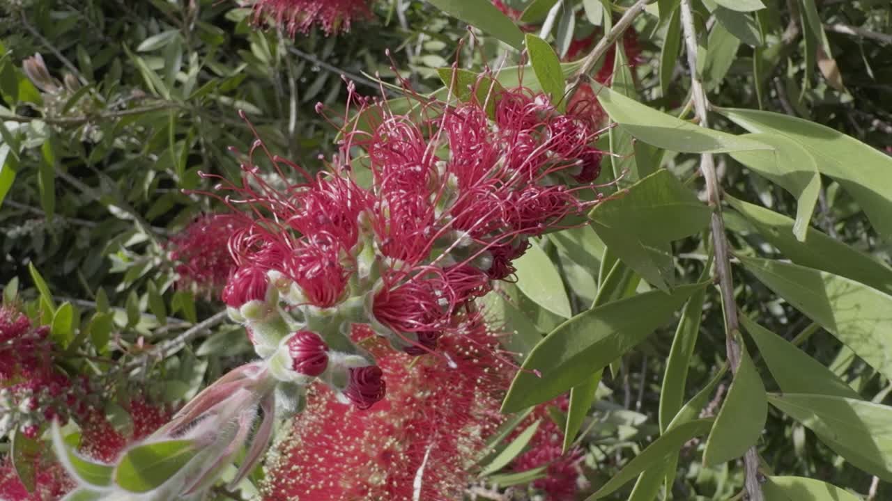 멋진 은 꽃은 태양 아래에 크림슨 병 브러쉬를 가게