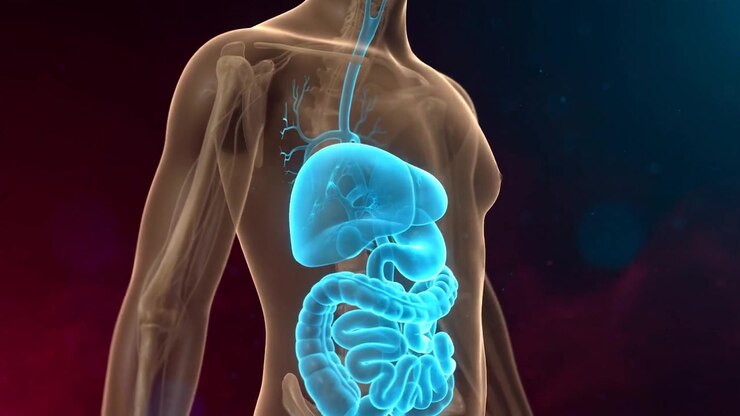 3D medical animation showing skeletal torso with liver, stomach and intestines glowing blue in a detailed anatomical visualization