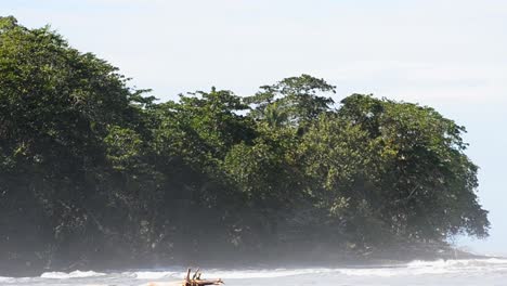 Espesa-Selva-Tropical-Frondosa-En-La-Costa-Caribeña-En-Una-Tarde-Soleada