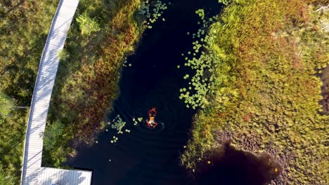 a rising aerial of a girl swimming in a bog lake in soomaa, estonia