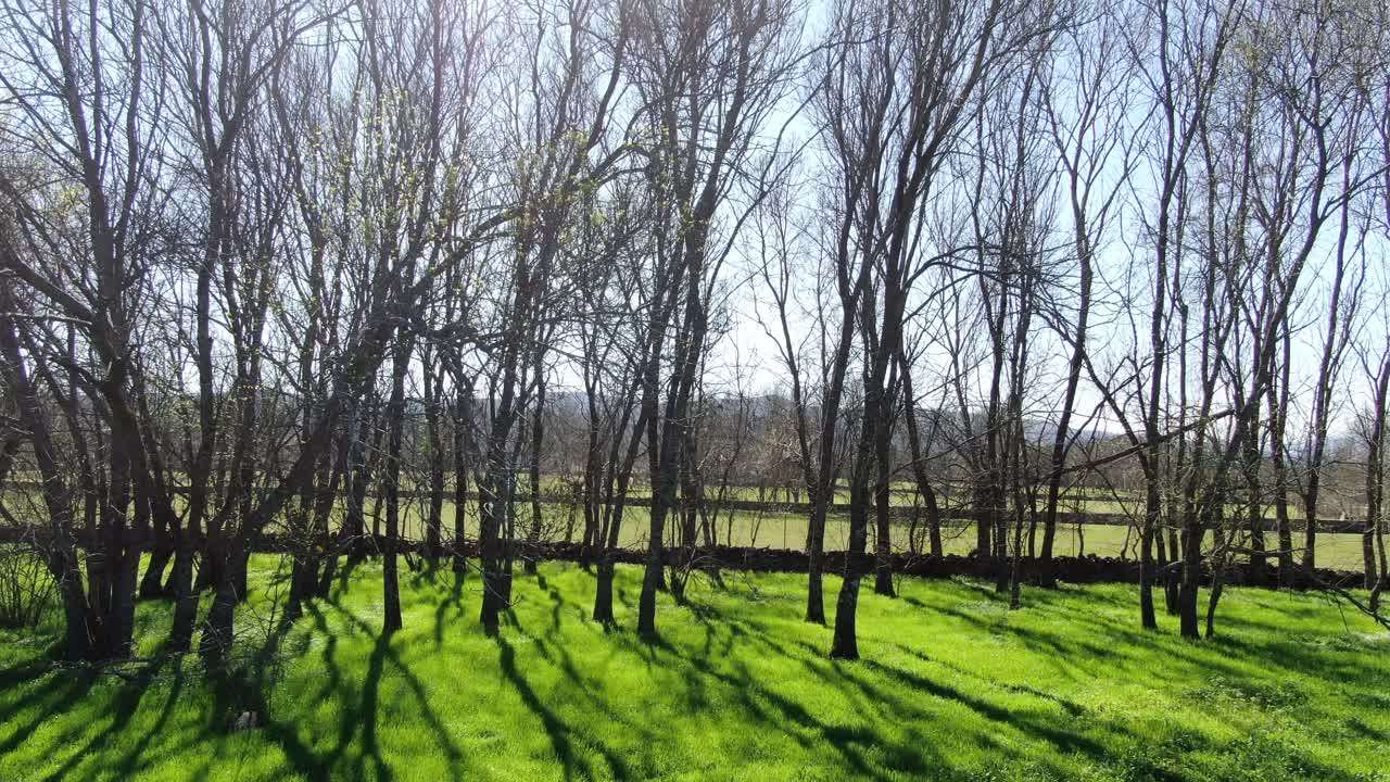 Ascending flight with drone visualizing leafless trees in winter at noon in green meadows separated by stone walls