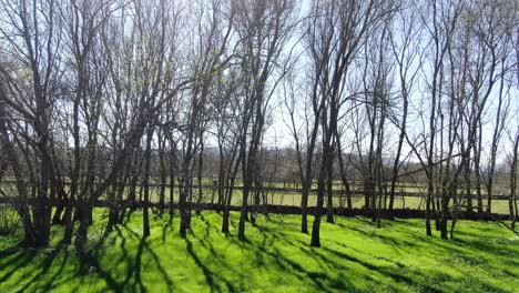 vuelo ascendente con dron visualizando árboles sin hojas en invierno al mediodía en prados verdes separados por paredes de piedra