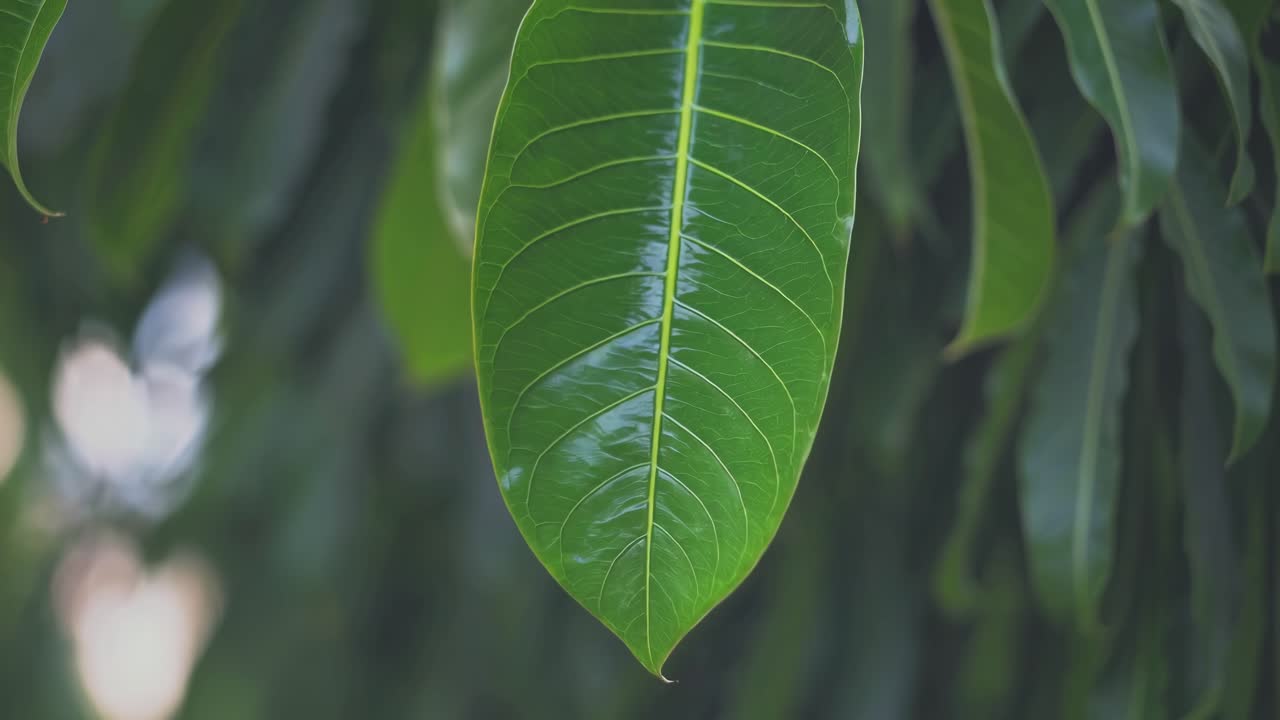 Close-up video of a vibrant green leaf with soft focus background