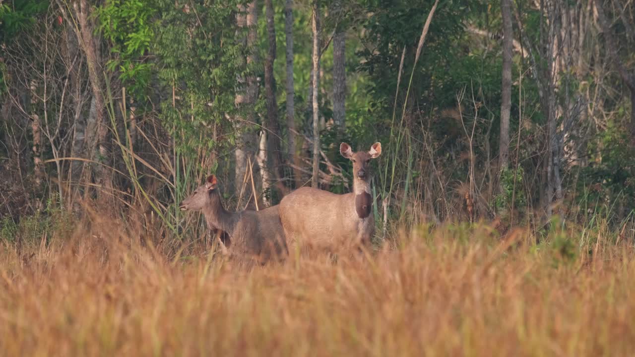 dos hembras que miran en direcciones opuestas en busca de posibles depredadores antes de volver a pastar