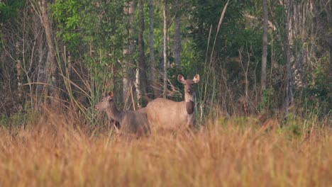 Two-female-individuals-looking-in-opposite-directions-for-possible-predators-before-they-start-grazing-again