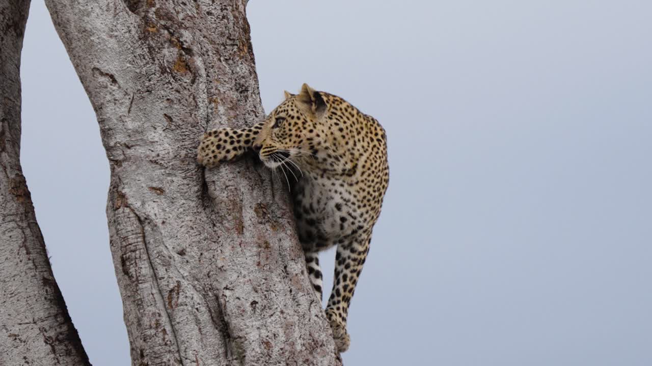 un disparo revelador de un leopardo luchando por bajar de un árbol alto en la naturaleza