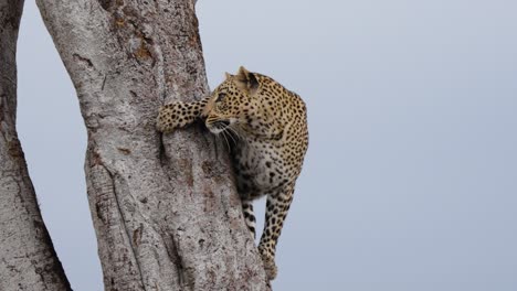 Eine-Enthüllungsaufnahme-Eines-Leoparden,-Der-In-Freier-Wildbahn-Darum-Kämpft,-Einen-Hohen-Baum-Hinunterzuklettern