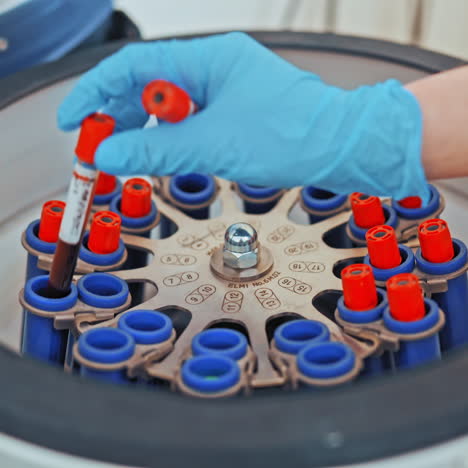 female's hand in blue glove putting blood samples into a centrifuge in laboratory. woman researcher is placing test tubes in the special machine.